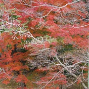 全自然公園內紅葉。