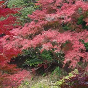 全自然公園內紅葉。