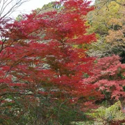 全自然公園內紅葉。