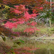 全自然公園內紅葉。