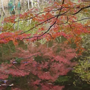 全自然公園內紅葉。