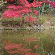 全自然公園內紅葉。