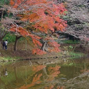 全自然公園內紅葉。