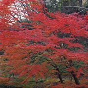 全自然公園內紅葉。