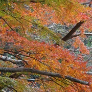 全自然公園內紅葉。