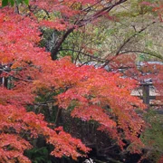 全自然公園內紅葉。