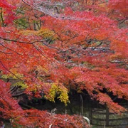 全自然公園內紅葉。