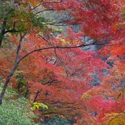 全自然公園內紅葉。