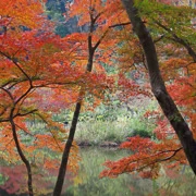 全自然公園內紅葉。