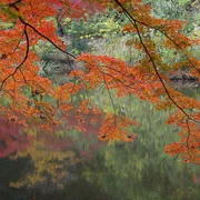 全自然公園內紅葉。