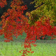 全自然公園內紅葉。