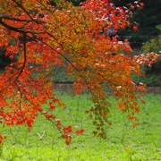 全自然公園內紅葉。