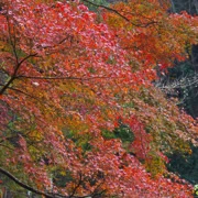 全自然公園內紅葉。