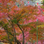 全自然公園內紅葉。