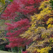 全自然公園內紅葉。