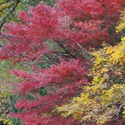 全自然公園內紅葉。