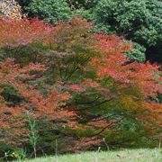 全自然公園內紅葉。