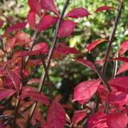 森公園內梗有既紅葉。