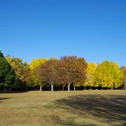 森公園內銀杏。