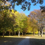 森公園內銀杏。