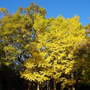 森公園內銀杏。