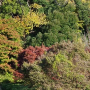 都算有一棵既紅葉。