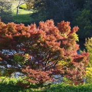 一棵既紅葉。