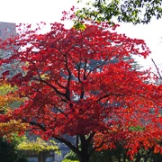 公園內紅葉。