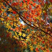 公園內紅葉。