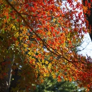 公園內紅葉。