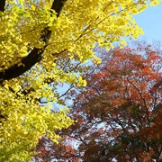 紅葉加銀杏，完全無違和感。