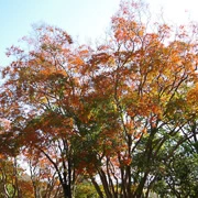 公園內紅葉。