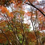 公園內紅葉。