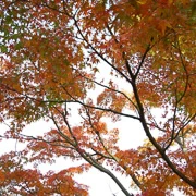 公園內紅葉。