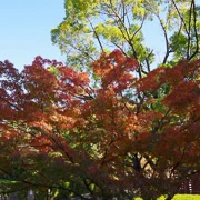 公園內紅葉。