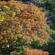 公園內紅葉。