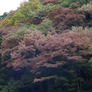 高尾山駅出面紅葉。