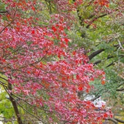 高尾山駅出面紅葉。