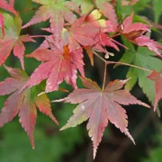 高尾山駅出面紅葉。