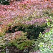 高尾山駅出面紅葉。