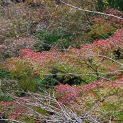 高尾山駅出面紅葉。