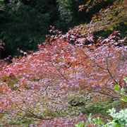 高尾山駅出面紅葉。