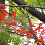 高尾山紅葉。