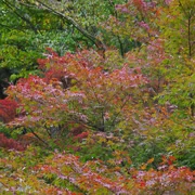 高尾山紅葉。