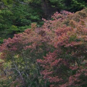 高尾山紅葉。