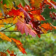 高尾山紅葉。