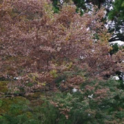 高尾山紅葉。