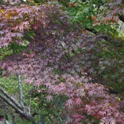 高尾山紅葉。