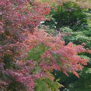 高尾山紅葉。