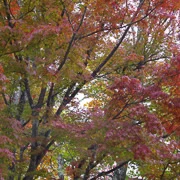 高尾山紅葉。